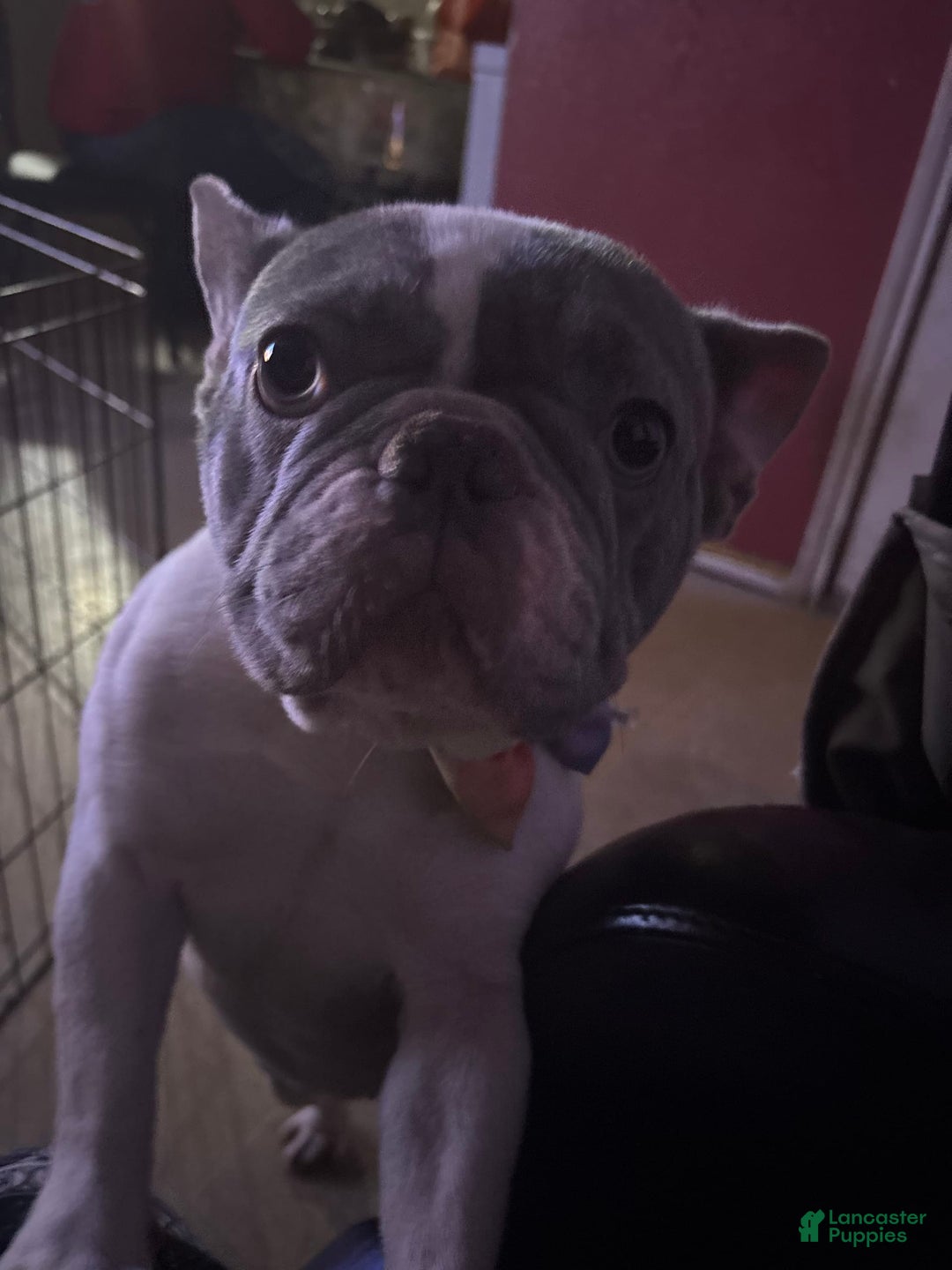 French Bulldog dogs for sale: Chloe - Image 1