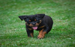 Rottweiler dogs for sale: Bella - Image 8