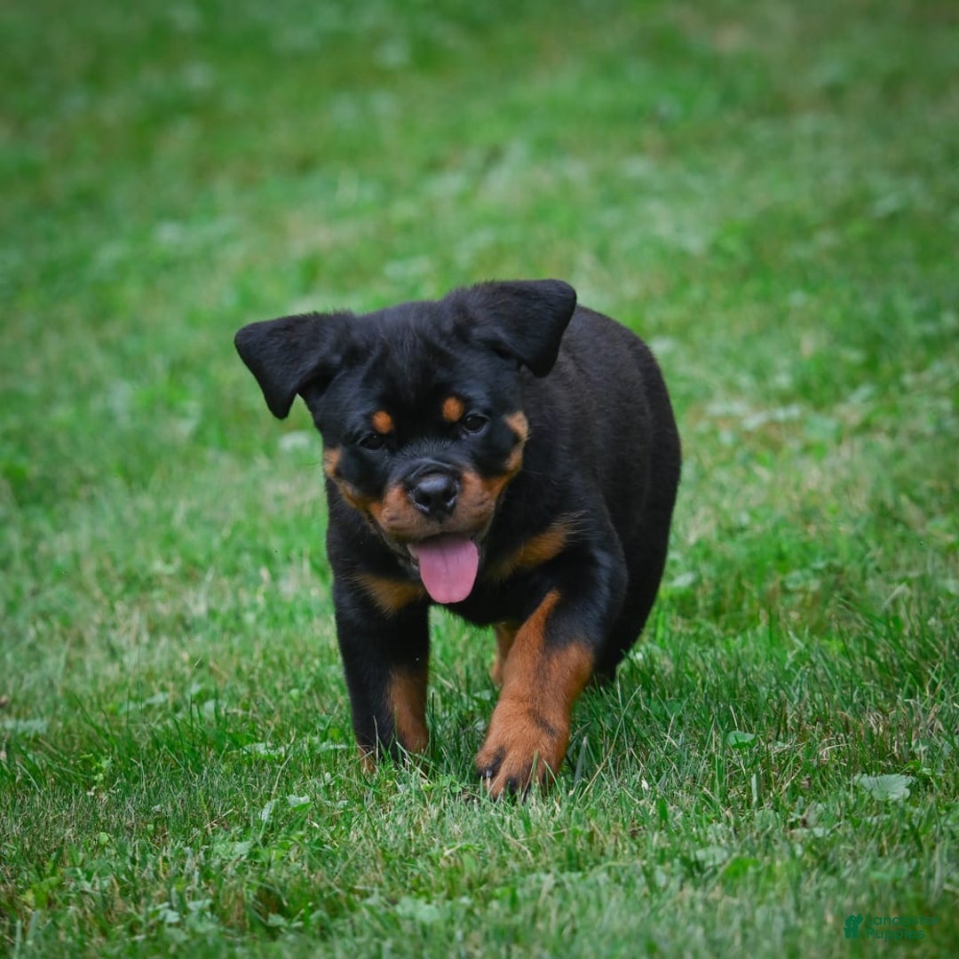 Rottweiler dogs for sale: Bella - Image 8