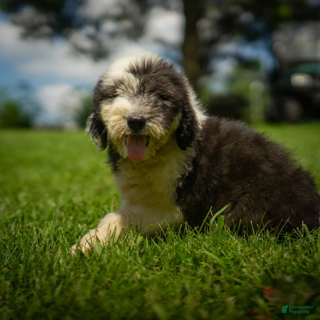 Old English Sheepdog dogs for sale: Flurry - Image 7