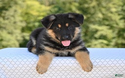 German Shepherd dogs for sale: Bonnie - Image 1