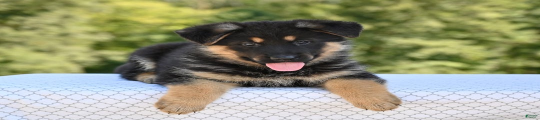 Bonnie