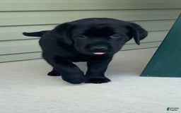 Labrador Retriever dogs for sale: Lilly - Image 2