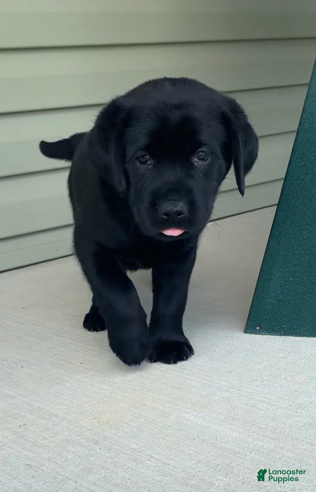 Labrador Retriever dogs for sale: Lilly - Image 2