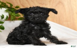 Yorkiepoo dogs for sale: Tristin - Image 1