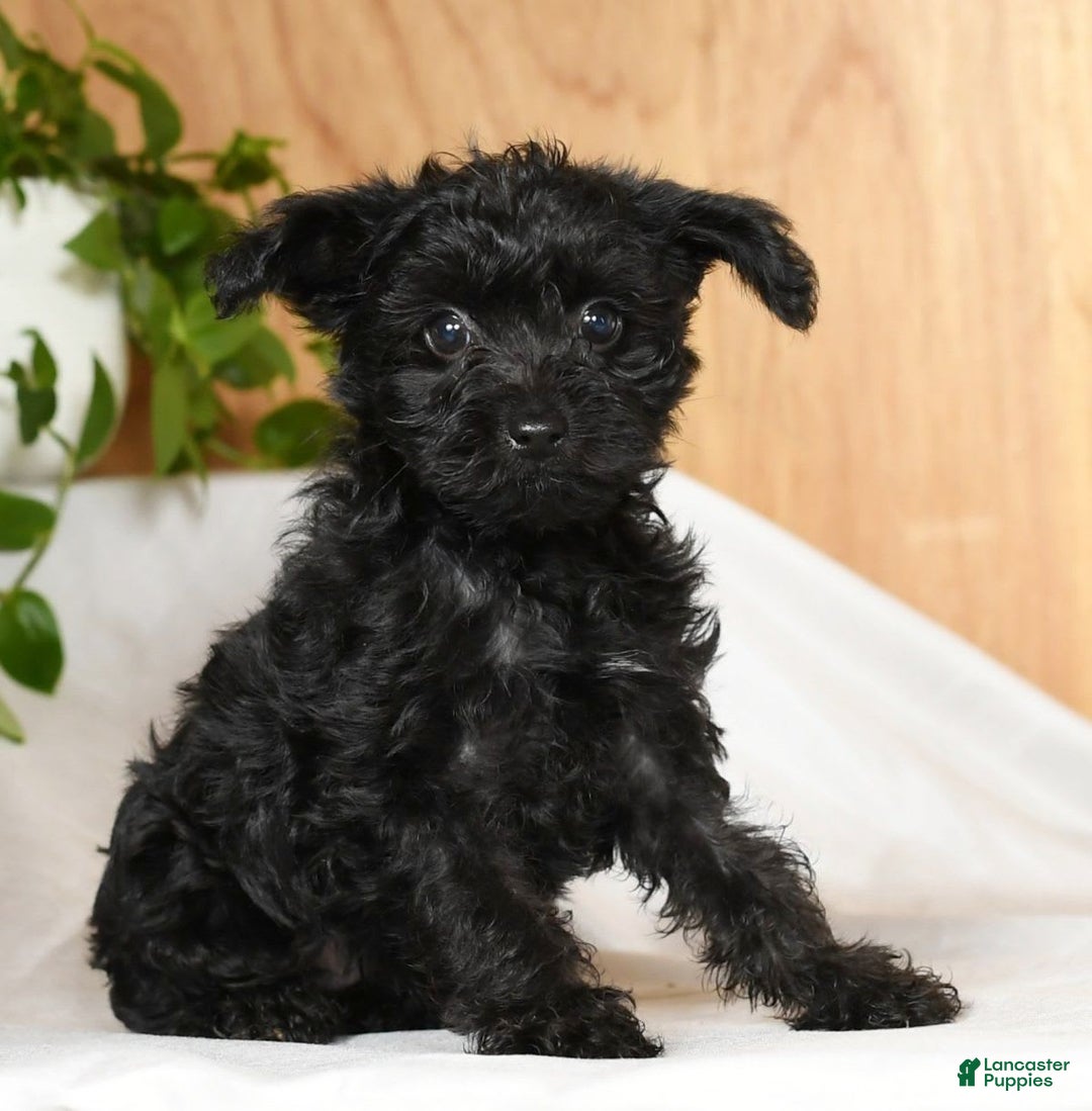 Yorkiepoo dogs for sale: Tristin - Image 1