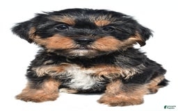 Shorkie dogs for sale: Wyatt - Image 7