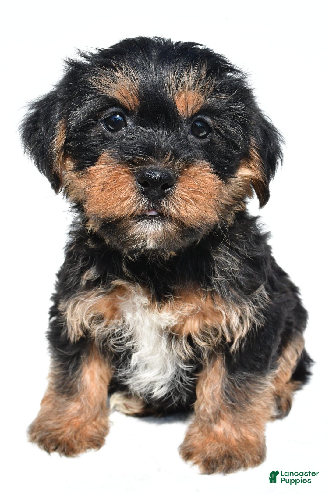 Shorkie dogs for sale: Wyatt - Image 7