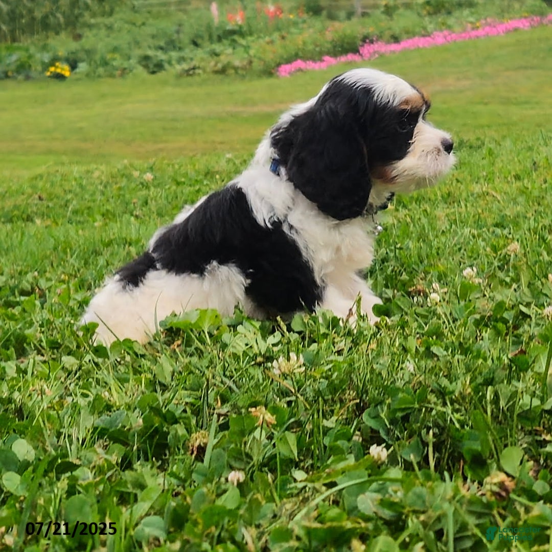 Cavapoo dogs for sale: Marley - Image 2