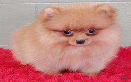 Pomeranian dogs for sale: Spanky - Image 1