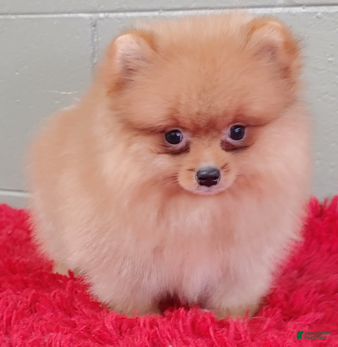 Pomeranian dogs for sale: Spanky - Image 1