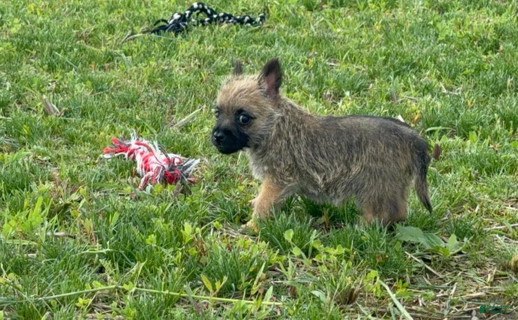 Cairn Terrier dogs for sale - Ad 5