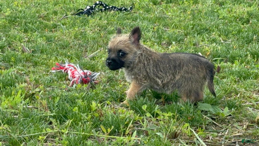 Cairn Terrier dogs for sale: Jayce - Image 1