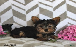 Yorkshire Terrier dogs for sale: Isaac - Image 1