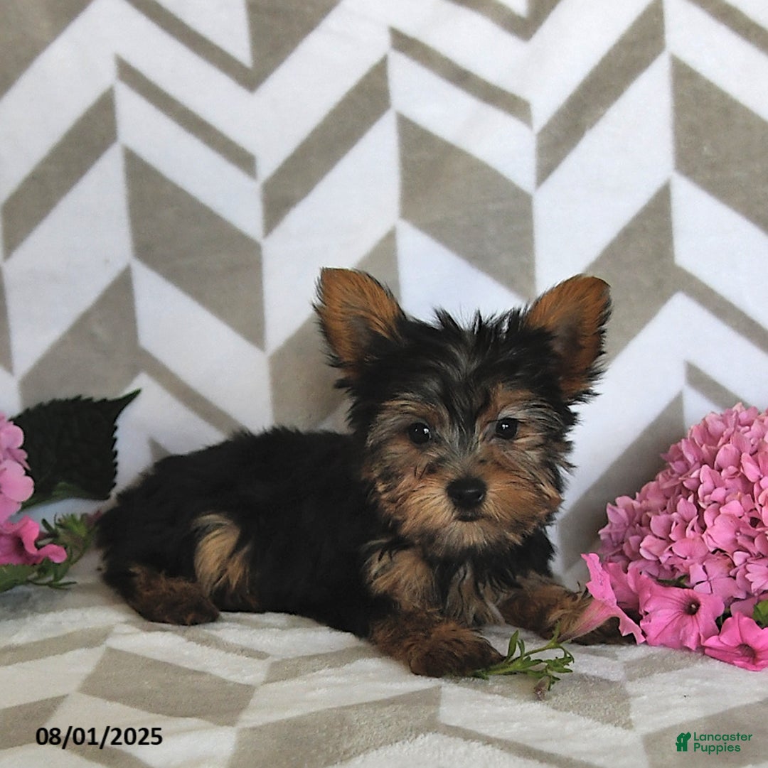 Yorkshire Terrier dogs for sale: Isaac - Image 1