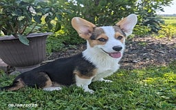 Welsh Corgi Pembroke dogs for sale: Cooper - Image 3