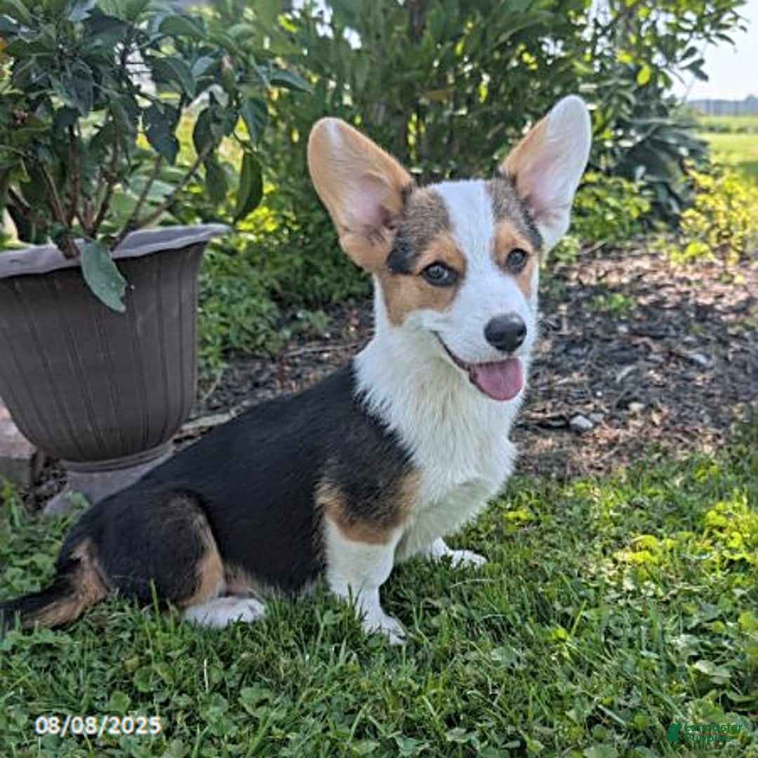 Welsh Corgi Pembroke dogs for sale: Cooper - Image 3