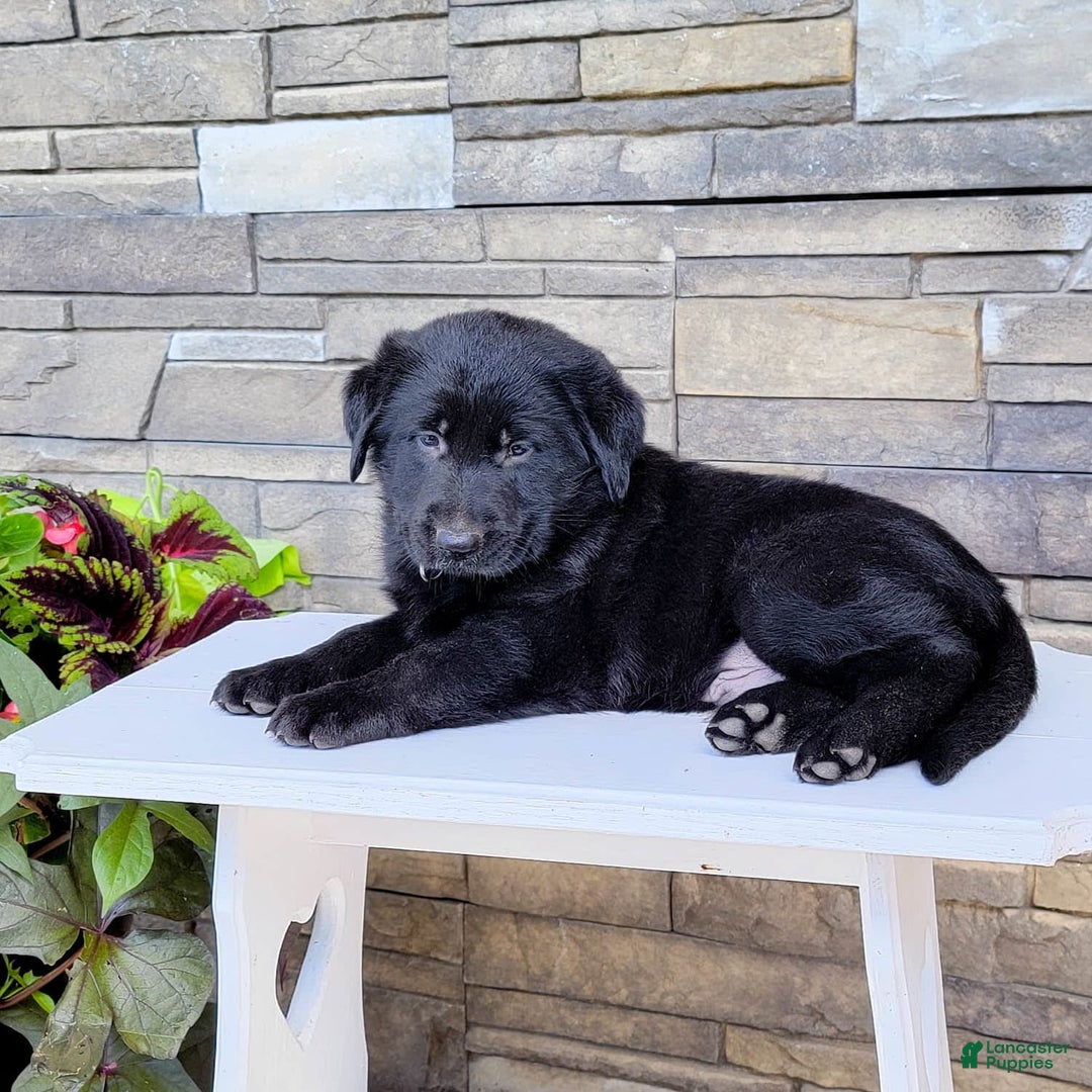 Labrador Retriever dogs for sale: Shag - Image 3