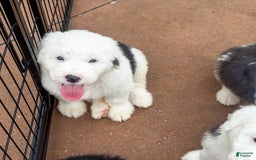 Old English Sheepdog dogs for sale: Iris - Image 4