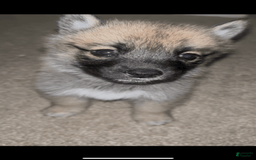 Pomsky dogs for sale: June - Image 2