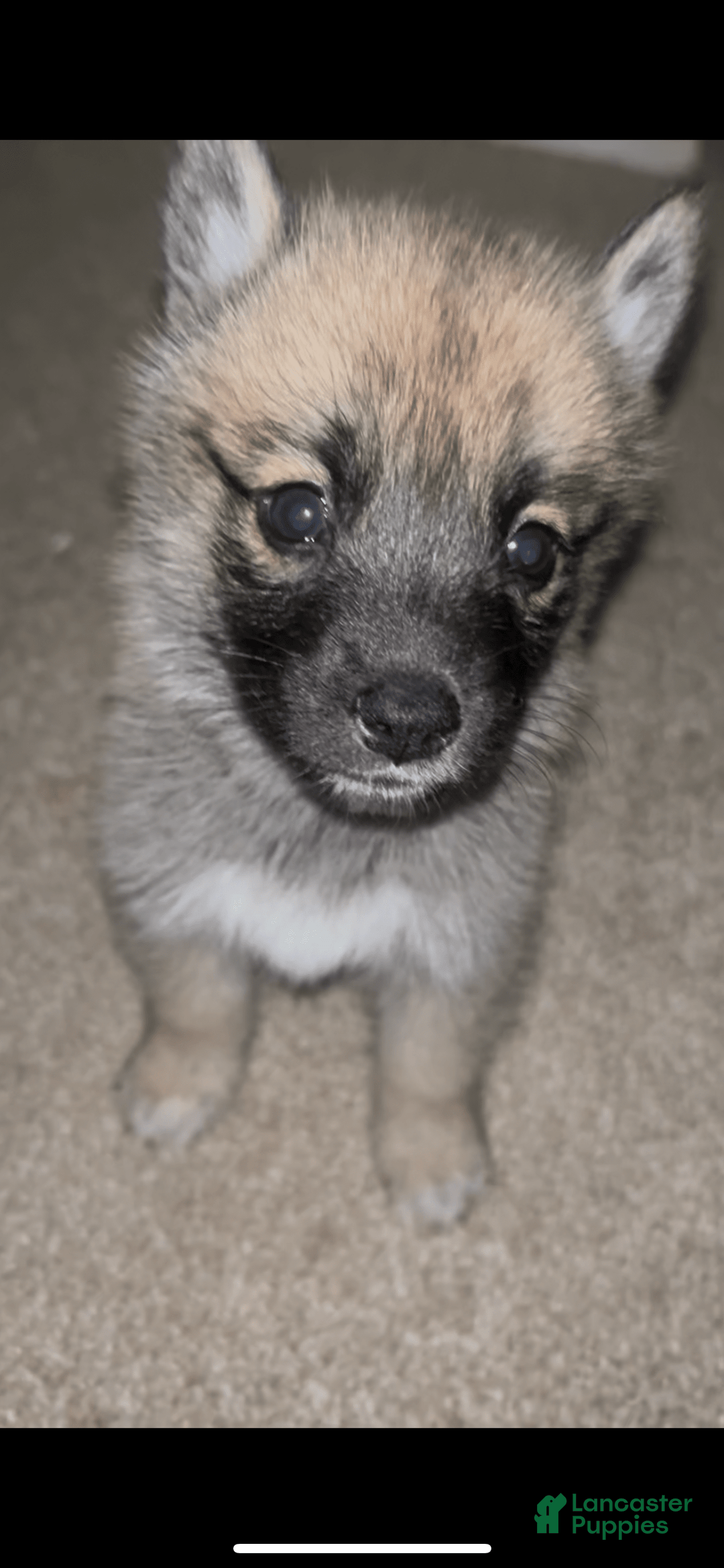 Pomsky dogs for sale: June - Image 2