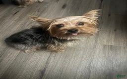Shorkie dogs for sale: Chuck - Image 6