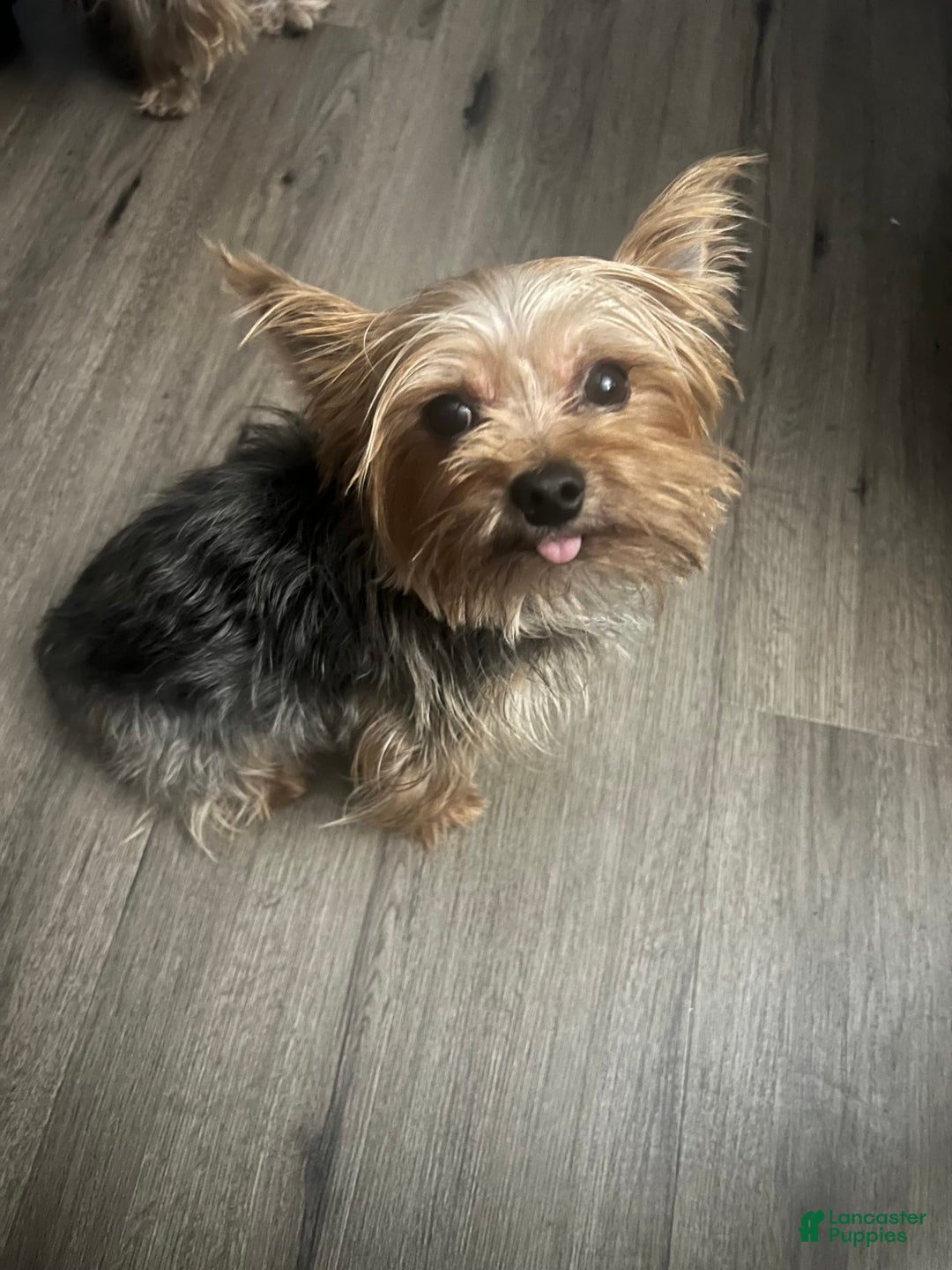 Shorkie dogs for sale: Chuck - Image 6