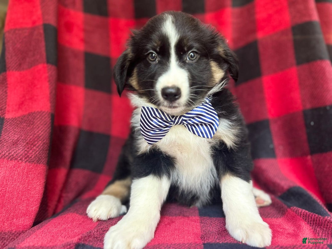 Miniature Australian Shepherd dogs for sale: Meatball - Image 3
