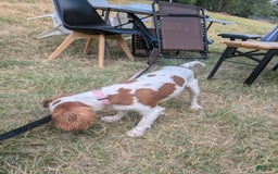 Cavalier King Charles Spaniel dogs for sale: Daisy - Image 1