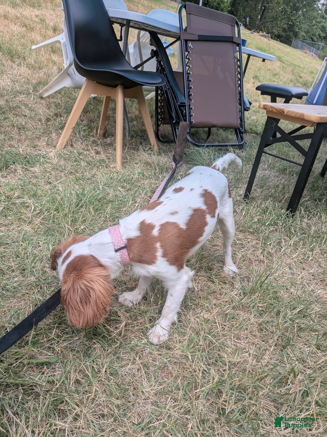 Cavalier King Charles Spaniel dogs for sale: Daisy - Image 1