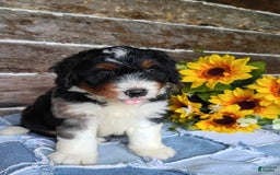 Mini Bernedoodle dogs for sale: Pizza - Image 1