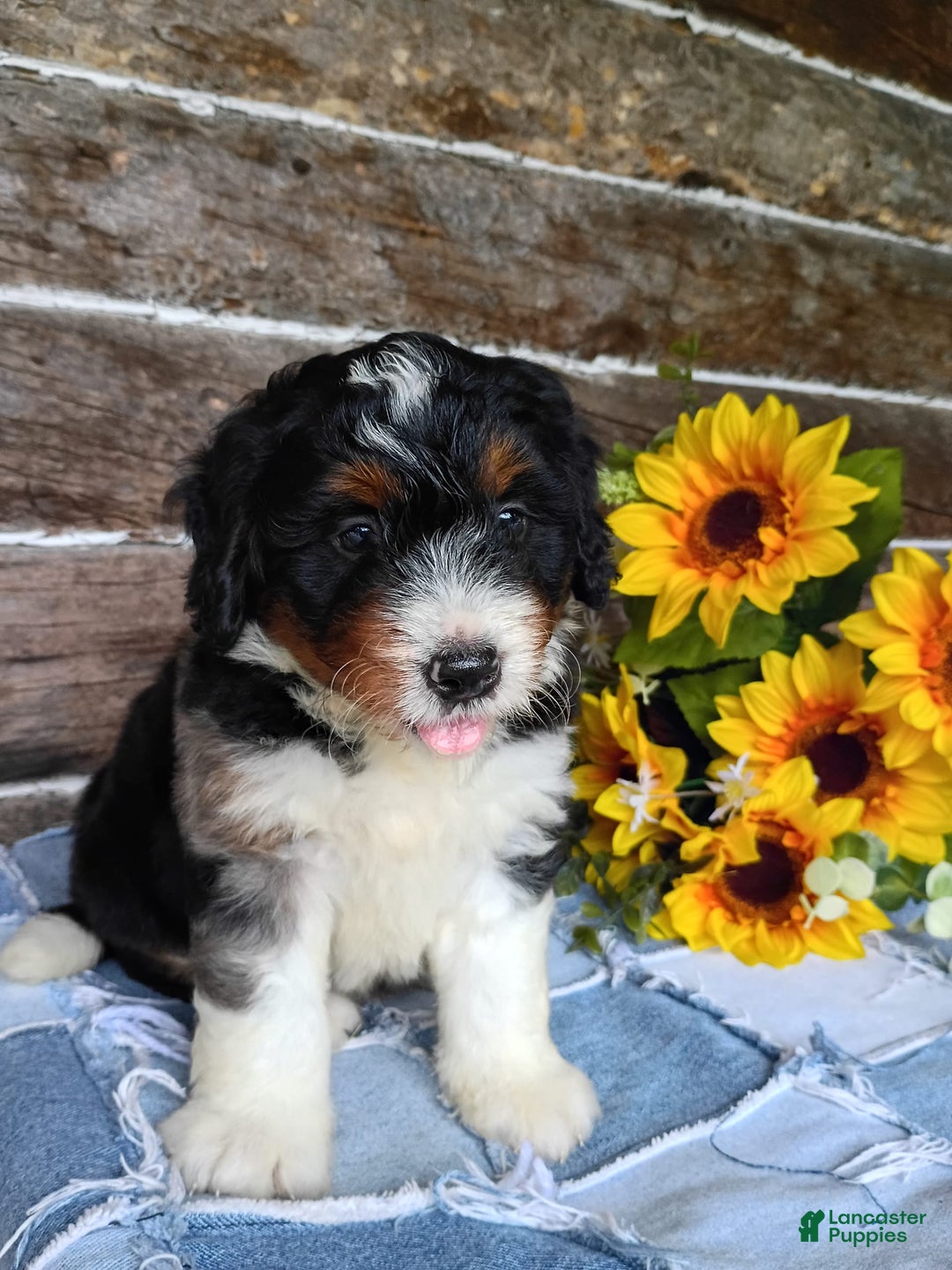 Mini Bernedoodle dogs for sale: Pizza - Image 1