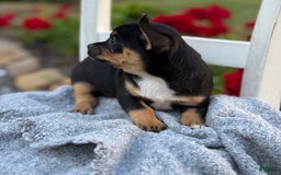 Chihuahua dogs for sale: Sprinkles - Image 11