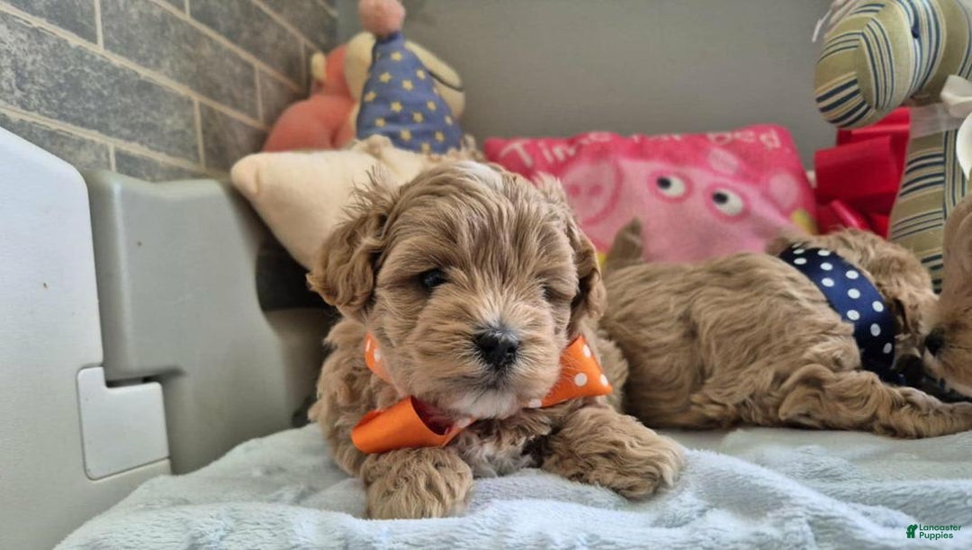 Maltipoo dogs for sale: Sam - Image 3