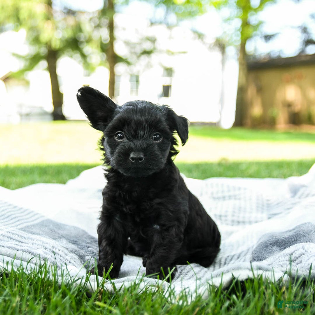 Yorkiepoo dogs for sale: Cookie Dough - Image 3