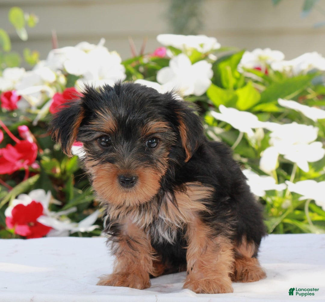 Yorkshire Terrier dogs for sale: Bella - Image 2