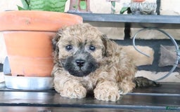 Shihpoo dogs for sale: Shih-Poo 5 puppies - Image 8