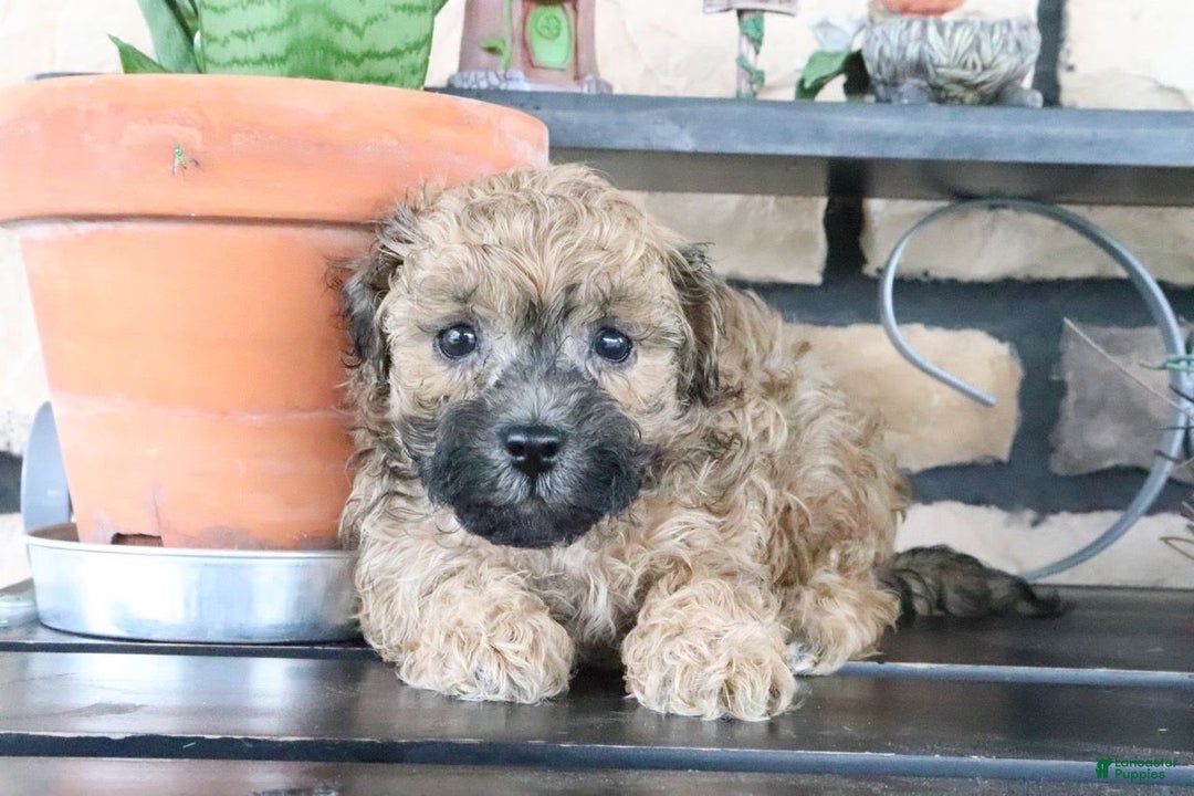Shihpoo dogs for sale: Shih-Poo 5 puppies - Image 8