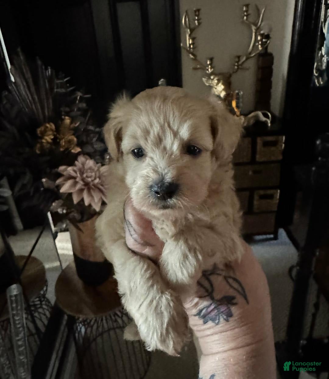 Maltipoo dogs for sale: Dave - Image 2
