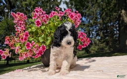 Mini Bernedoodle dogs for sale: Sophie - Image 11