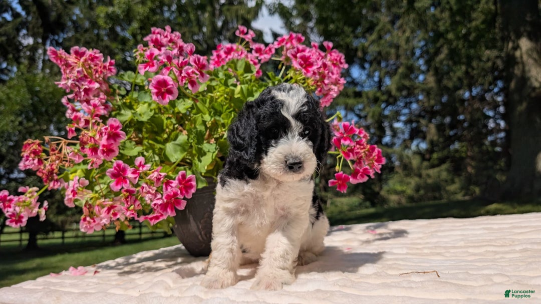 Mini Bernedoodle dogs for sale: Sophie - Image 11