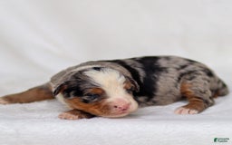 Mini Bernedoodle dogs for sale: Maya - Image 11