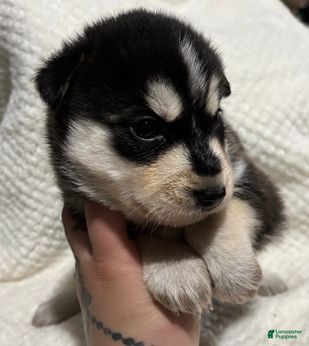Siberian Husky dogs for sale: J5 - Image 4