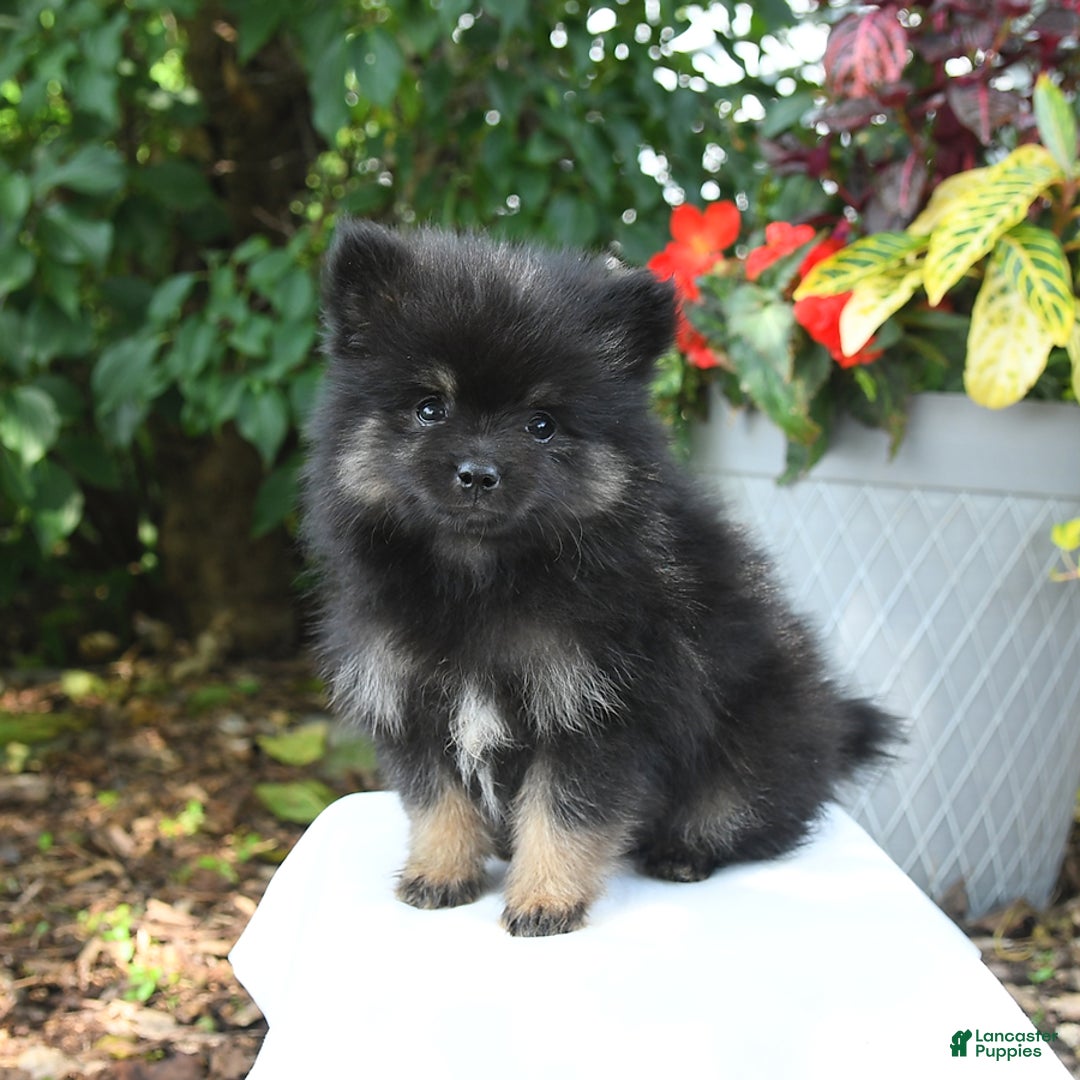 Pomeranian dogs for sale: Cosmo - Image 1