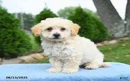 Bichpoo dogs for sale: Archie - Image 3