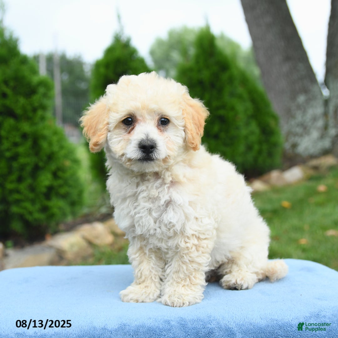 Bichpoo dogs for sale: Archie - Image 3