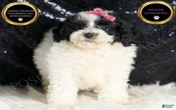 Toy Poodle dogs for sale: Puebla - Image 4