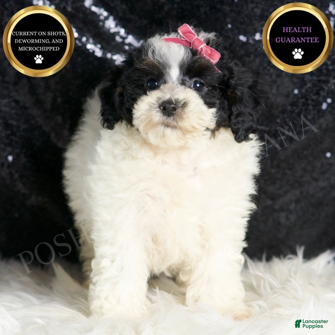 Toy Poodle dogs for sale: Puebla - Image 4