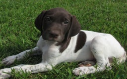 German Shorthaired Pointer dogs for sale: Marko - Image 2
