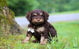 Cockapoo dogs for sale: Ace - Image 12